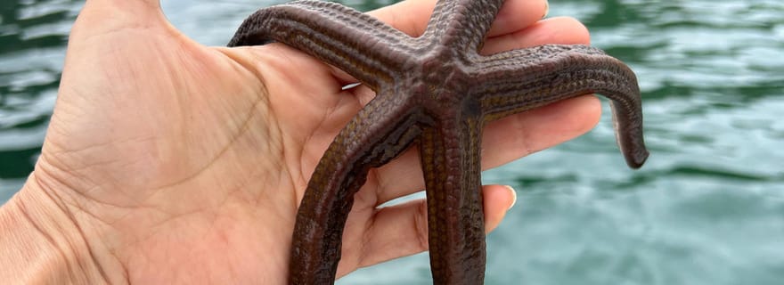 Visite de l'île Tortuga avec plongée en apnée et déjeuner barbecue