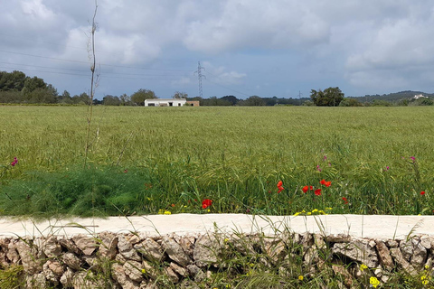 Ibiza Top Spots & Beaches. Customizable Tour with Best Guide