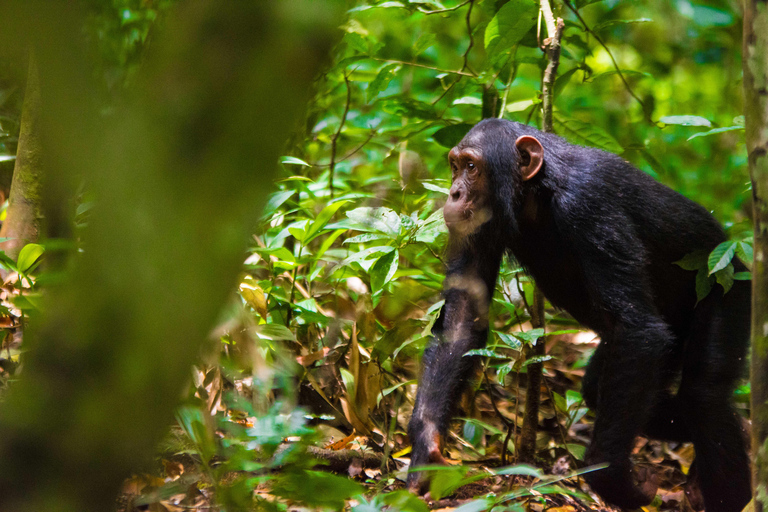 Excursion de 1 jour sur l'île de Ngamba pour observer les chimpanzés