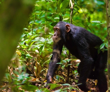 1-Day Ngamba Island chimpanzee tour