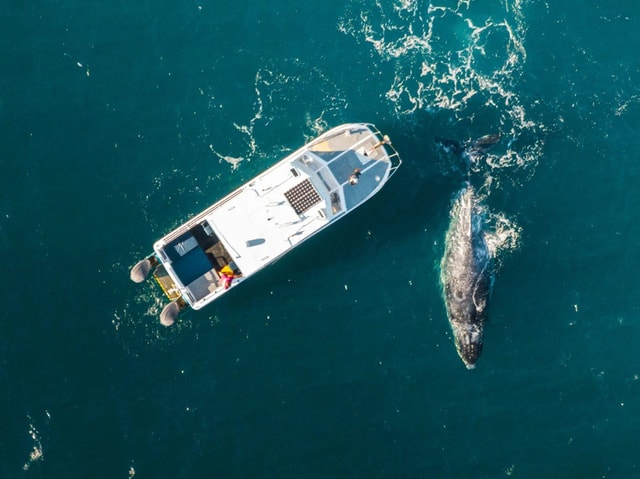 Shark Bay: Malerische Whale-Watching-Tour & Bootsfahrt zu Meeresbewohnern