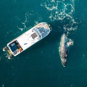Shark Bay: Scenic Whale Watching & Marine Wildlife Cruise