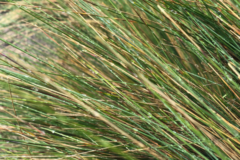 ملاذ الأنديز الصحي - جولة مشي طويلة والينابيع الساخنة في بابالاكتاAndean Wellness Escape - Hike &amp; Hot Springs of Papallacta