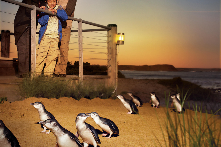 Luxury Phillip Island Tour for Families & Explorers 10 Max