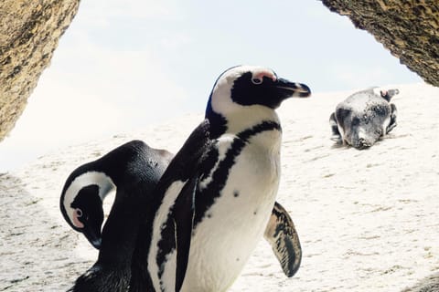 Cape Town: Private Cape Point, Penguins & Wine Photo Tour