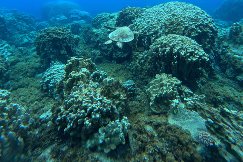 Isla de Pascua: Buceo recreativo-turístico personalizado