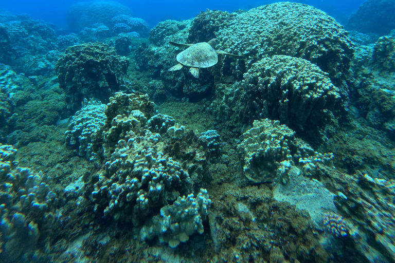 Isla de Pascua: Buceo recreativo-turístico personalizado