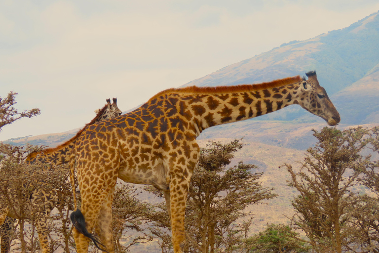 SERENGETI: 2-Days Fly-In Safari to Serengeti and Ngorongoro