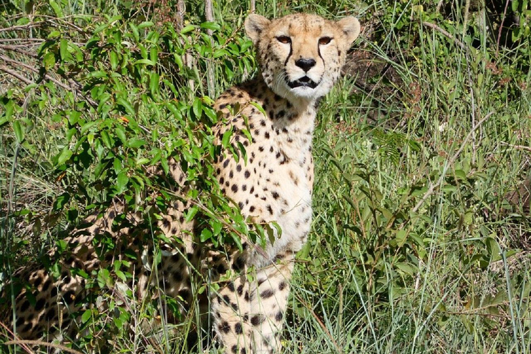 Da Nairobi: escursione al Parco Nazionale del Lago NakuruEscursione al Parco Nazionale del Lago Nakuru senza biglietto d&#039;ingresso