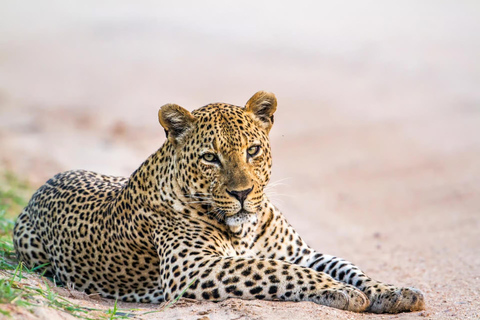 Yala: All-Inclusive Leopard Safari with Driver & Tickets