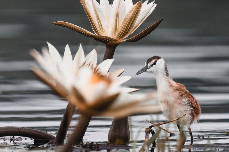 Chobe River Private 3 Hour Boat Safari