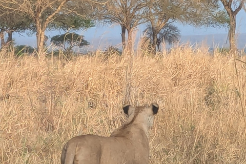 SAFARI ANIMALIER DE ZANZIBAR À MIKUMI 3 JOURS ET 2 NUITS