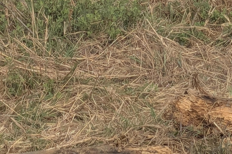 SAFARI ANIMALIER DE ZANZIBAR À MIKUMI 3 JOURS ET 2 NUITS