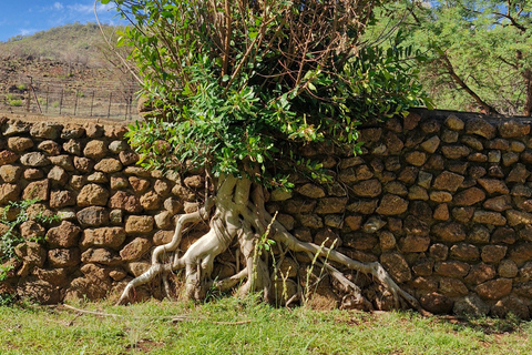 Johannesburg: Pilanesberg Nature Reserve Overnight Safari