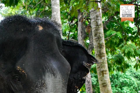 Koh Samui: Elephant Jungle Sanctuary Half-Day Tour