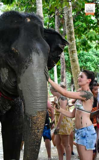 Koh Samui: Samui: Elevantide džungli pühapaik poolpäevane ekskursioon.