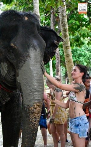Visit Koh Samui Elephant Jungle Sanctuary Half-Day Tour in Koh Phangan
