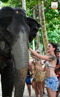 Koh Samui, Elefant Jungle Sanctuary Halbtägige Tour - Housity