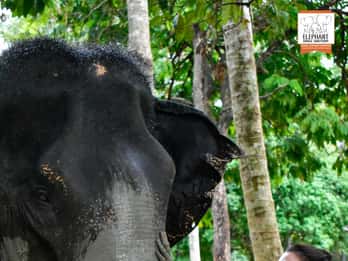 Koh Samui: Elephant Jungle Sanctuary Half-Day Tour