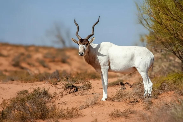 Souss Massa National Park Tour with Museum Visit & Lunch