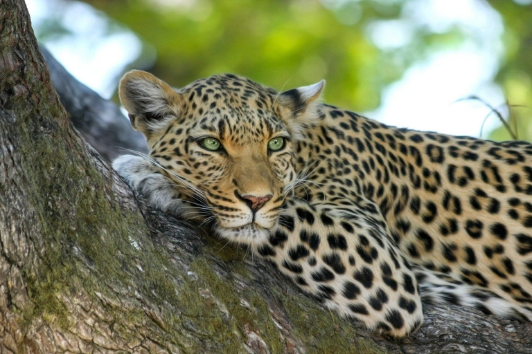 Journée safari de Colombo au parc national de Yala
