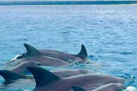 Zanzibar: Mnemba Dolphin, Jozani Forest & Turtle Sanctuary Private Tour without Hotel transfer