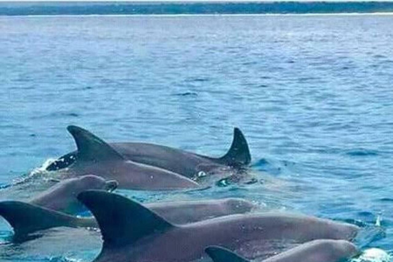 Zanzibar: Mnemba Dolphin, Jozani Forest & Turtle Sanctuary Private Tour without Hotel transfer