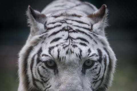 Guangzhou: Guangzhou Zoo Official Entry Ticket with Pandas Guangzhou Zoo Official Entry Ticket with Pandas