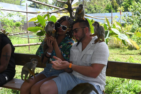 Puerto Plata: passeio de macacos-esquilo e visita a vacas e porcos