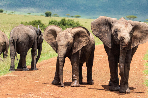 3 giorni di safari nel famoso maasai mara