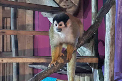 Bocas del Toro : tour en bateau de l&#039;île aux singes et de Cayo Coral