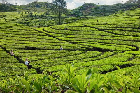 Bandung: White Crater, Scenic Tea Plantations & Hot Spring Open Tour: White Crater & Surroundings areas. with Tickets