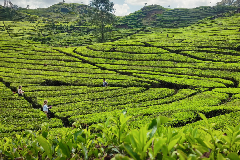 Bandung: White Crater, Scenic Tea Plantations & Hot Spring Open Tour: White Crater & Surroundings areas. with Tickets