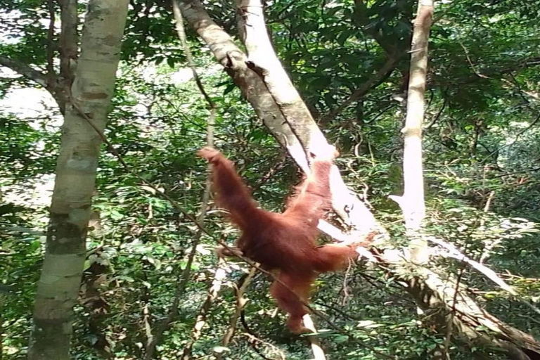Sumatra: 3-Day Unique Jungle Experience & Exploring Wildlife