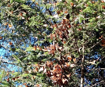 From Mexico City: Monarch Butterfly Sanctuary El Rosario Tour
