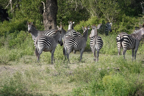 Tanzania: 9-Day Safari with best Accommodation