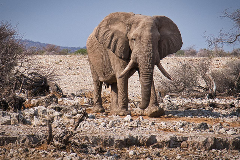 Mombasa: Tsavo East & Amboseli 3-Day Safari with Meals