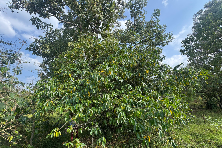 Addis Ababa: 9-Day Coffee Plantation Tour with Lodging