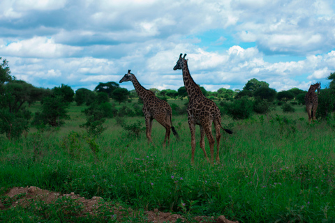 2 dni safari na kempingu w Tanzanii