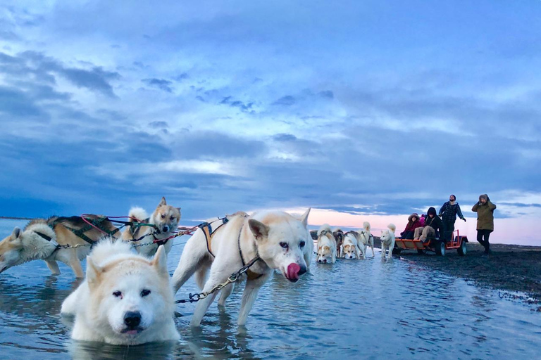 Island-Husky-Tour – Fahrt- und Kuschel-ErlebnisIsland: Husky-Schlittenfahrt und Kuschelerlebnis