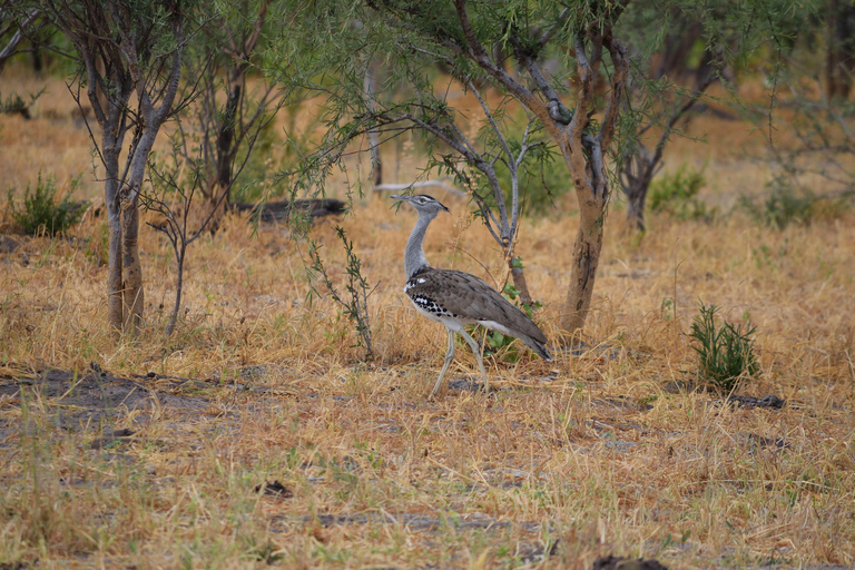 Victoria Falls: Safari game drive tour 3 hours