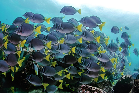 MERGULHO EM MOSQUERA - TESOUROS DE MERGULHO NAS GALÁPAGOS