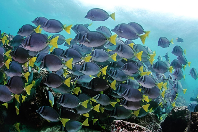 IMMERSIONI A MOSQUERA - TESORI SUBACQUEI DELLE GALAPAGOS