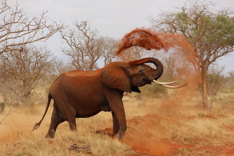 Os melhores 5 dias no Parque Nacional do Serengeti