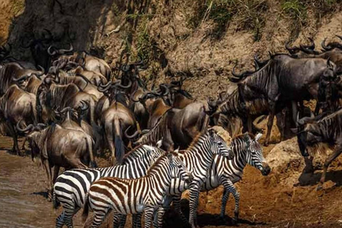 Arusha: 8-Day Serengeti Migration Safari Tour