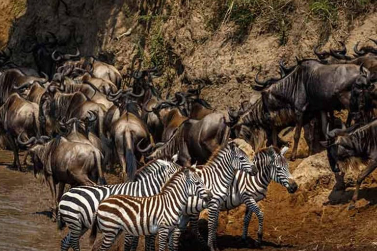 Arusha: 8-Day Serengeti Migration Safari Tour