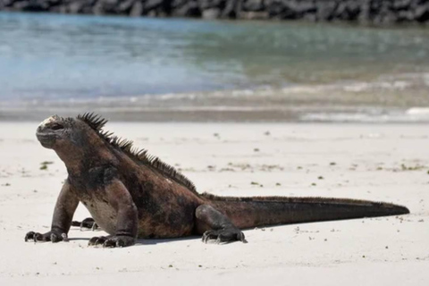 Galápagos Intensivo 5 días, base terrestre (3 Islas)