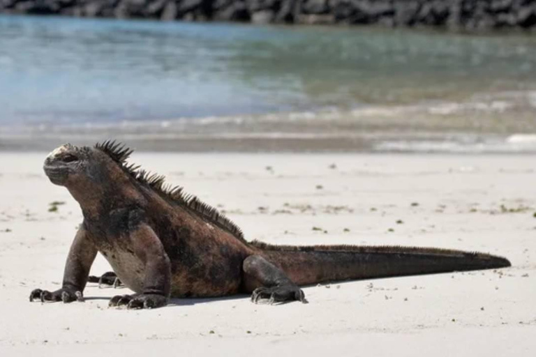 Galapagos Intensive 5 days, land base (3 Islands)