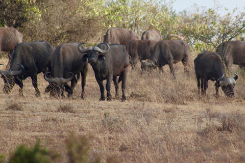 Safari de acampada de 3 días en el Masai Mara en un jeep 4x4 Landcruiser