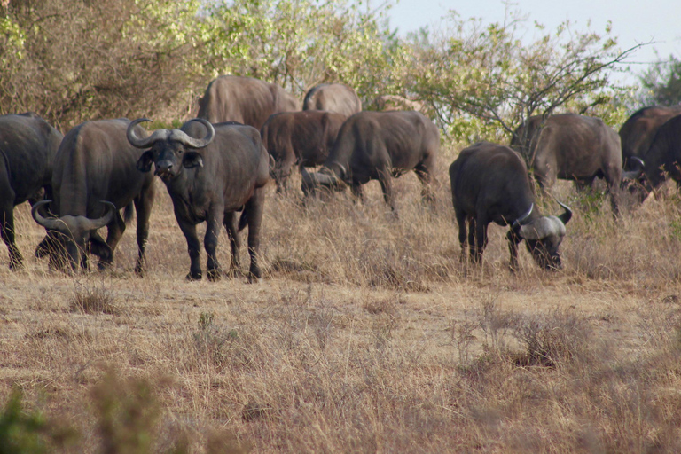 Safari de acampada de 3 días en el Masai Mara en un jeep 4x4 Landcruiser